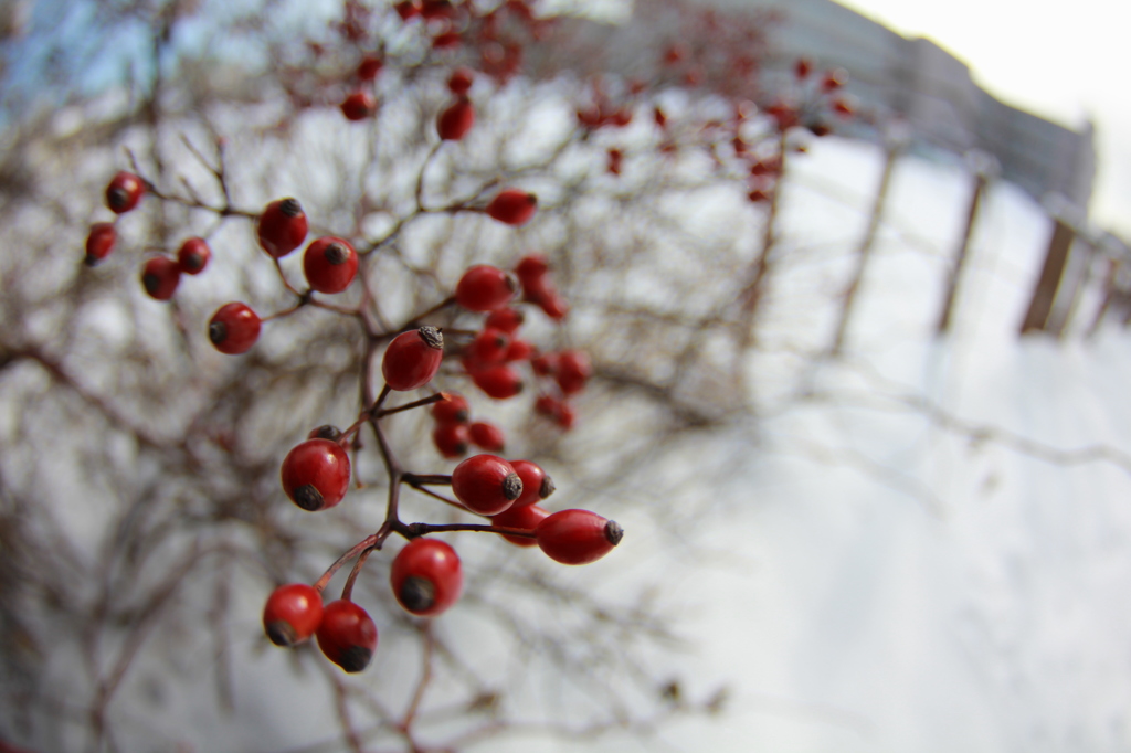 紅白