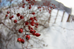 紅白