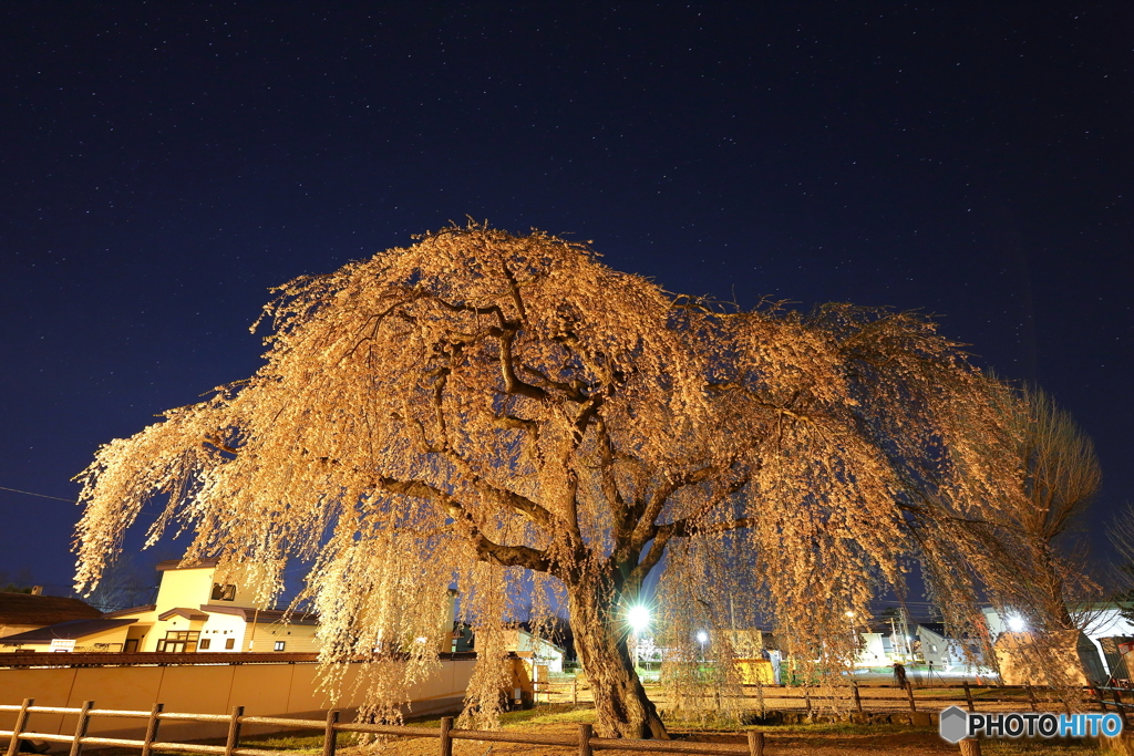 法亀寺の枝垂桜