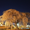 法亀寺の枝垂桜