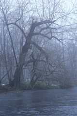 Ent