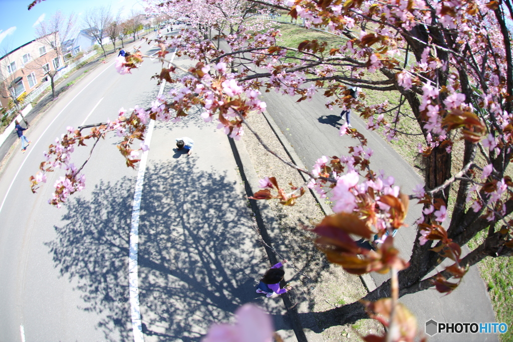 桜の木の下で