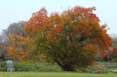 紅葉