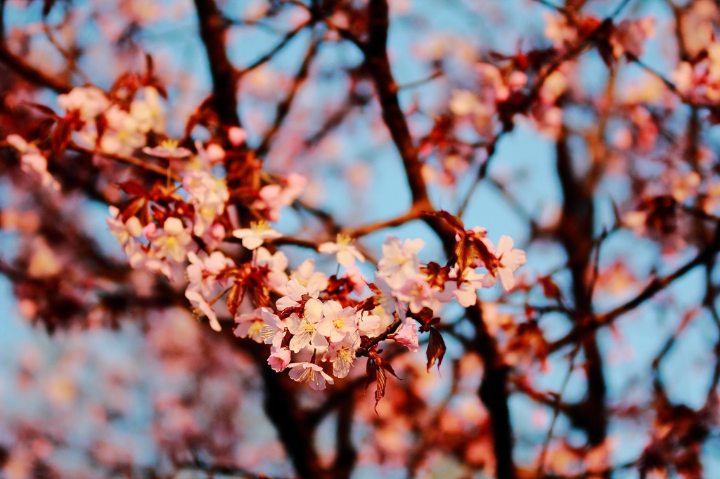 夕方の桜