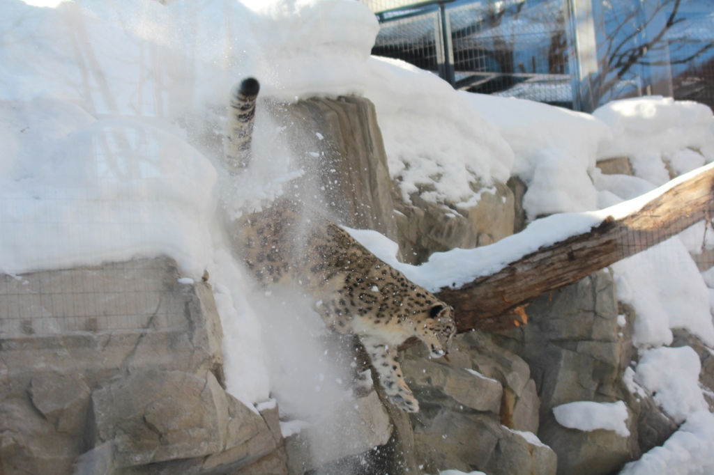 ２０１３　円山動物園②