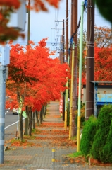 紅葉