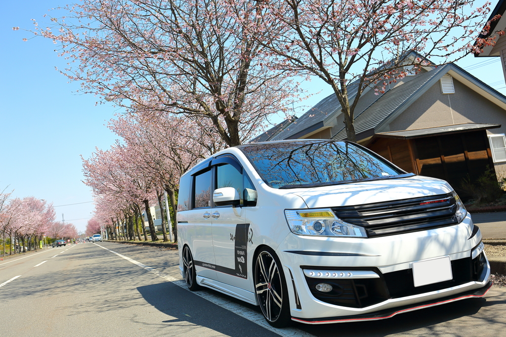 桜並木②