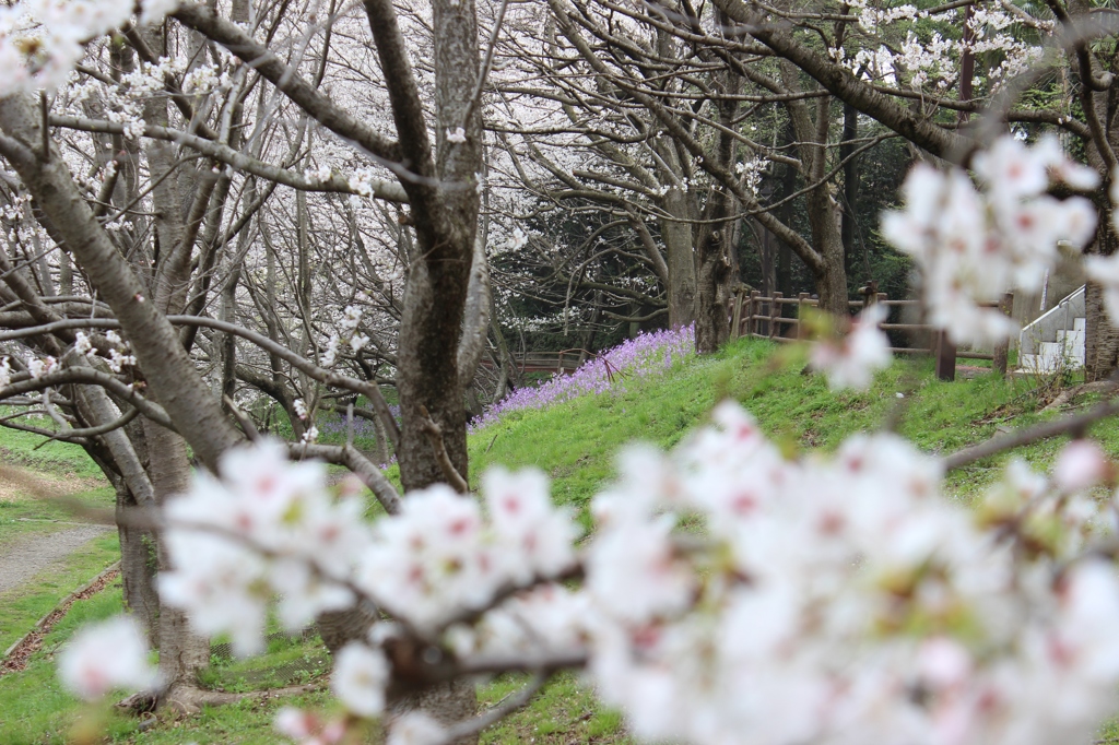 長津川親水公園にて