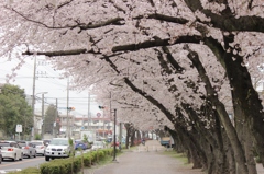 町中の桜並木