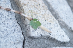 効果がありますように！