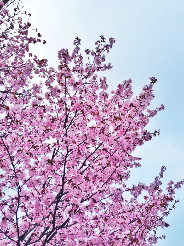 桜