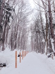 雪の散歩道