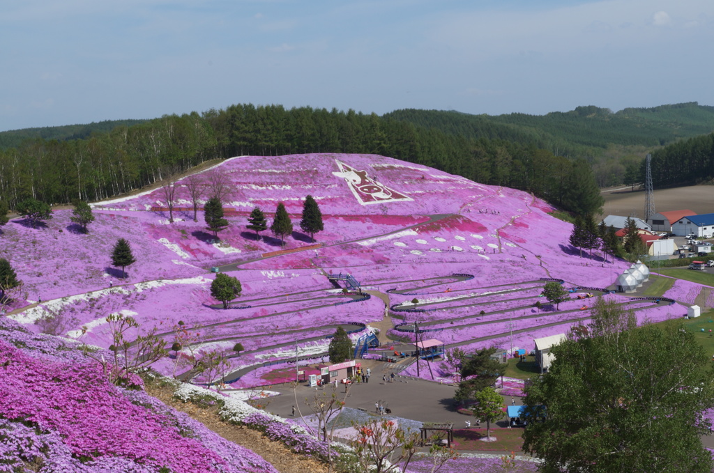 一面ピンクの芝桜