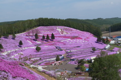 一面ピンクの芝桜