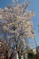 白サクラ