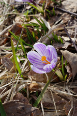 道端に咲く花2