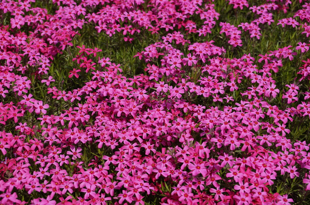芝桜　赤