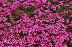 芝桜　赤