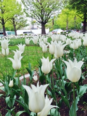 2014-05-24-チューリップ