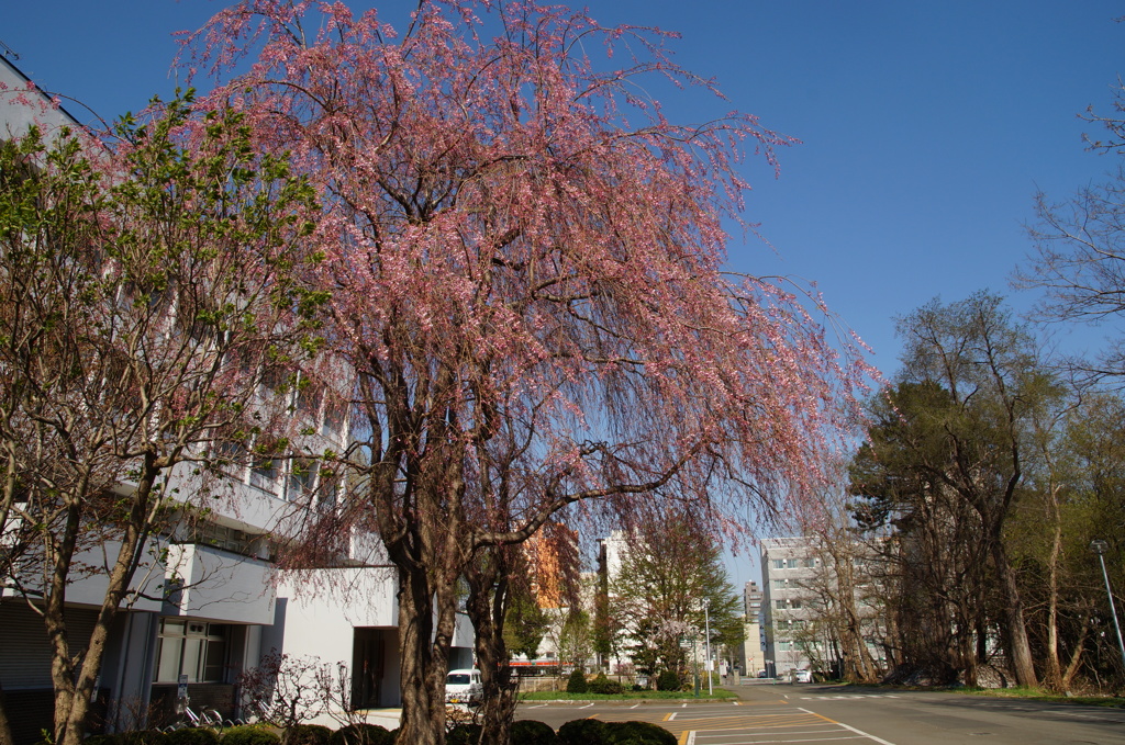 枝垂桜