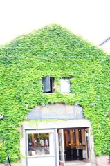 蔦だらけのお店