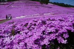 東藻琴芝桜公園で