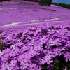 東藻琴芝桜公園で