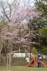 サクラ6