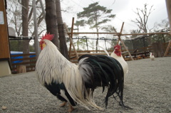 年賀状用に