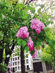 2014-05-24-ライラック2