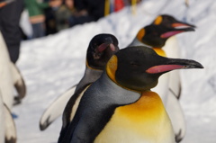 ペンギン行進