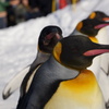 ペンギン行進
