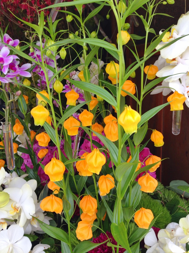 2014-05-24-何の花かな？