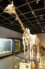 skeleton3