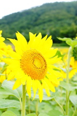 ひまわり1