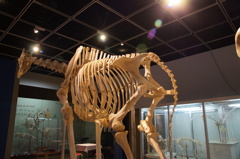 skeleton1