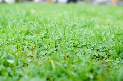 公園の草たち