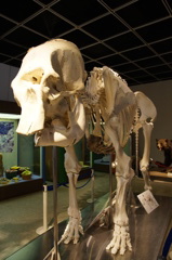 skeleton2