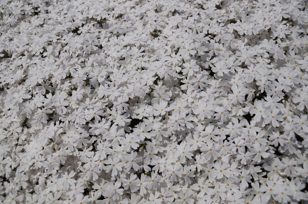 芝桜　白