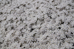芝桜　白