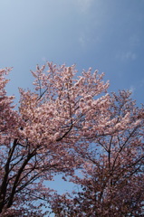サクラ2