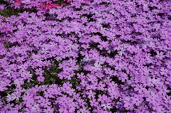 芝桜　ピンク