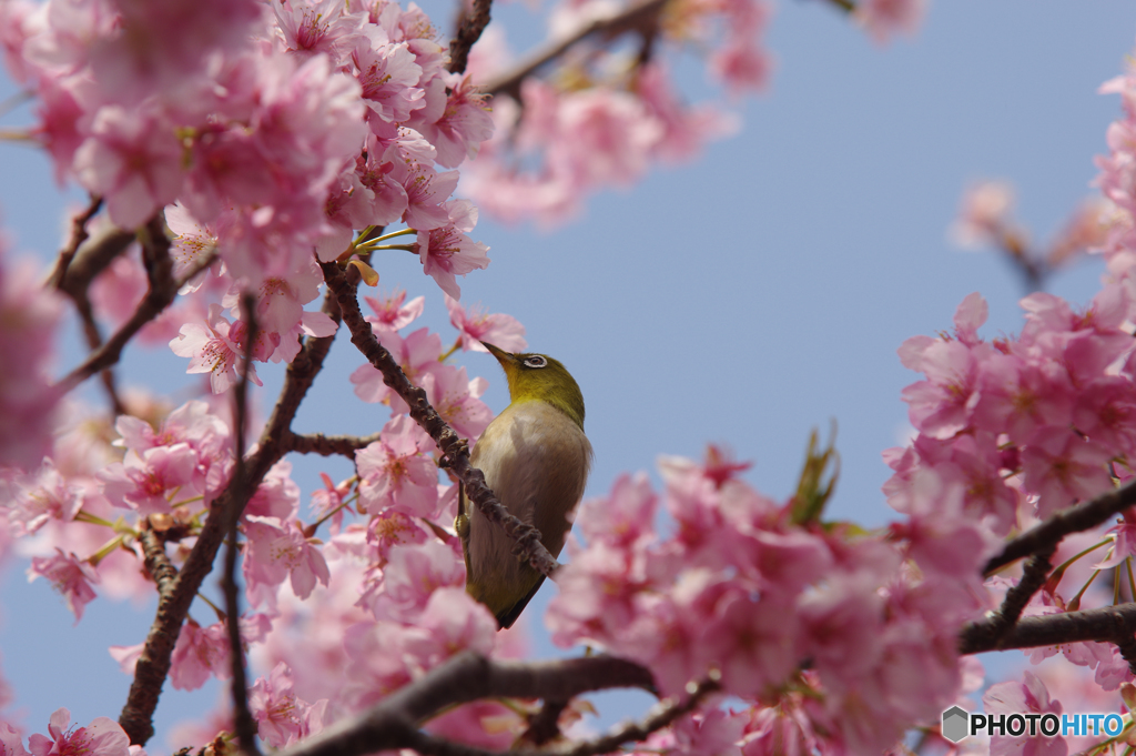 河津桜を狙うメジロ