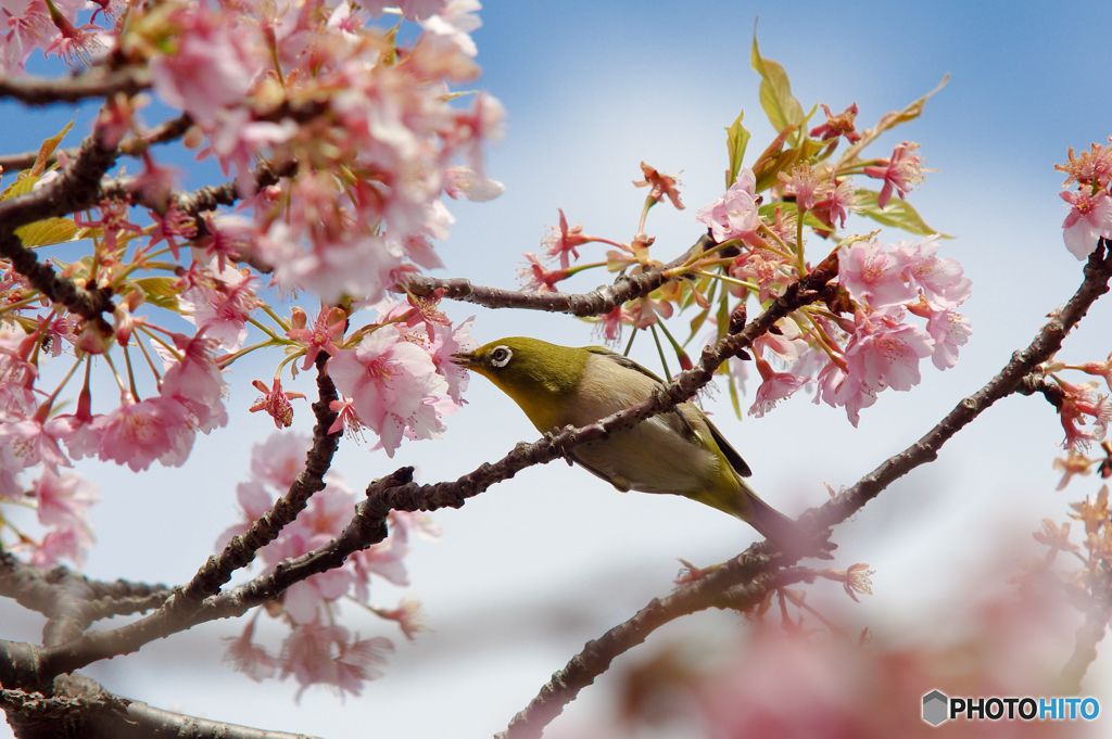 河津桜を狙うメジロ