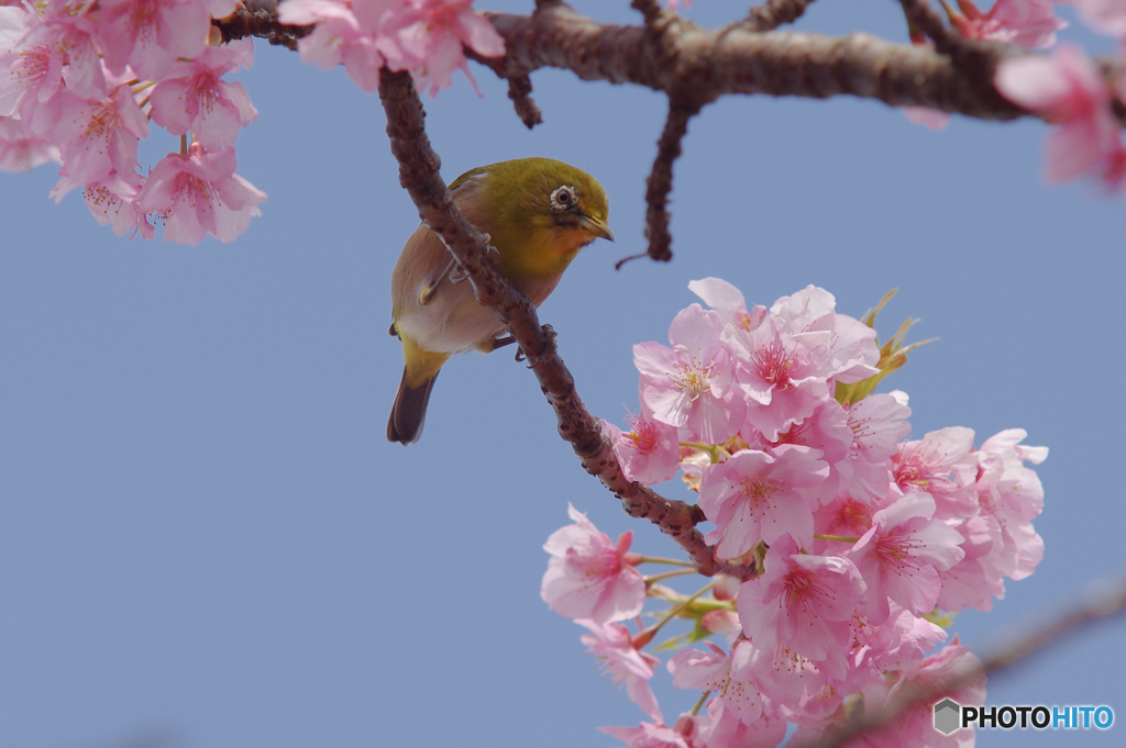 河津桜を狙うメジロ