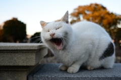 待ちぼうけ