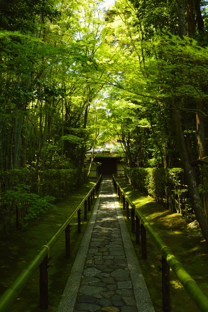 新緑回廊
