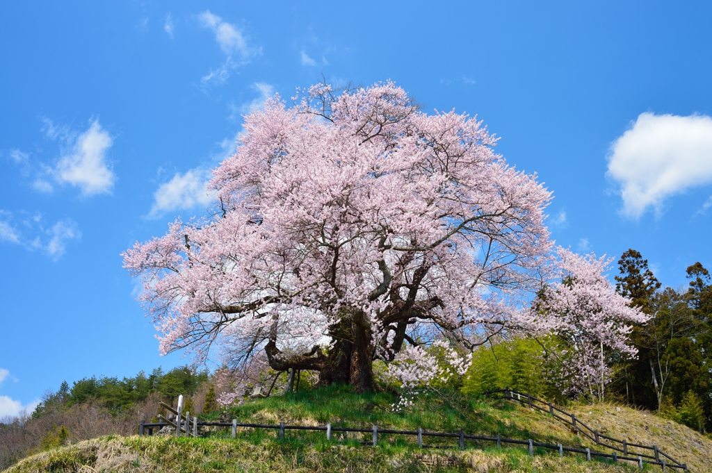 発地の彼岸桜