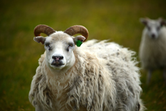Icelandic sheep1