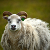 Icelandic sheep1